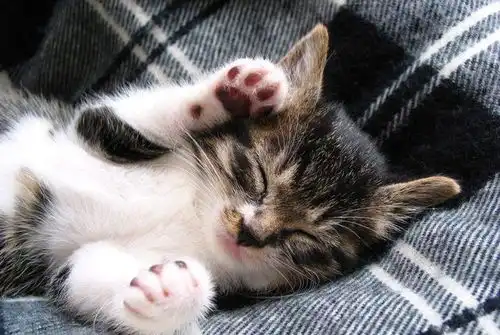 铲屎官带狸花胖猫减肥,猫咪总是偷懒,遭帅猫拒绝后才懊悔  铲屎官带狸花胖猫减肥,猫咪总是偷懒,遭帅猫拒绝后才懊悔