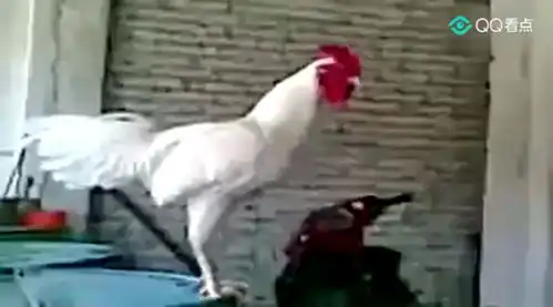  白色公鸡深情呼唤群主发红包