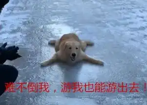  无良主人带金毛滑冰,金毛的表现太搞笑了,网友这是在游泳吗
