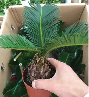 铁树开花图片搞笑树苗