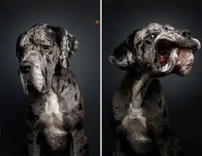 增肥的图片 搞笑图片狗