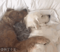 爆笑动态图你没事吧,我不是故意的第1258期  爆笑动态图你没事吧,我不是故意的第1258期