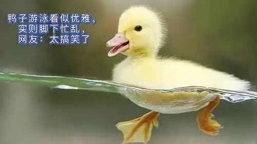  鸭子游泳看似优雅,实则脚下忙乱,网友太搞笑了