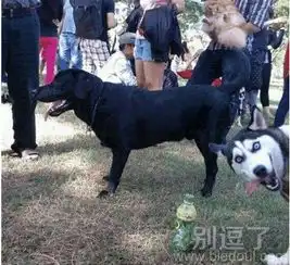  最新幽默笑话大全,搞笑段子大全,搞笑动态图片大全第16988页别逗了笑话网
