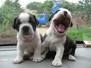  求法国斗牛犬起名