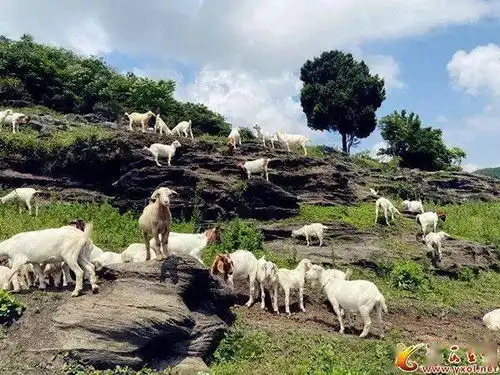 郧西农业产业强筋壮骨引领乡村振兴加速跑 郧西农业产业强筋壮骨引领乡村振兴加速跑