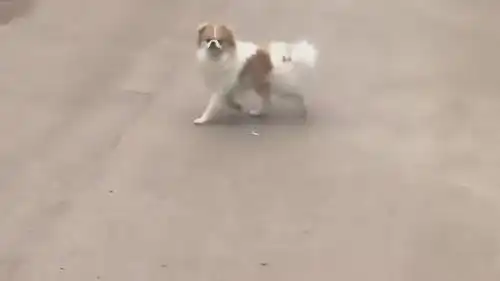  狗狗的地盘已经打到菜市场了,逛得那么开心都没看见我,太有趣了