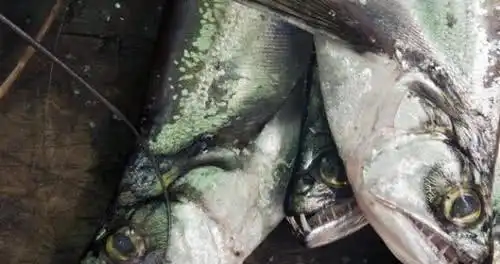  最可怕的十种淡水生物,看到第三种时,浮现了一个大胆的想法