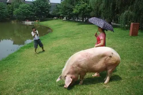 实拍生命倒计时的猪坚强后腿无法站立,但一听饲养员声音就精神  实拍生命倒计时的猪坚强后腿无法站立,但一听饲养员声音就精神