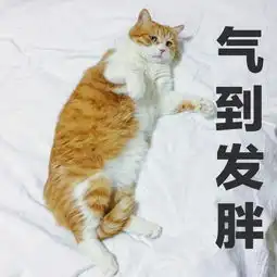  养猫不该以胖为荣,胖是危及主子生命的定时炸弹