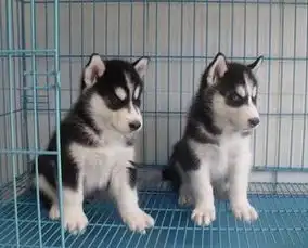  成都哪里出售纯种哈士奇犬成都哈士奇犬怎么卖成都哪里的哈士奇犬价格实惠