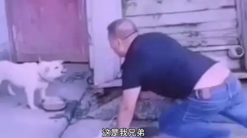  搞笑段子配音这兄弟真是个人才呐,跟狗吵到僵持