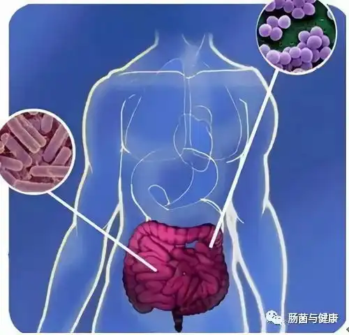  重磅改善肠道细菌是更年期激素治疗的关键