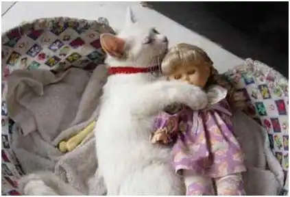  猫狗们的有趣世界,作为铲屎官你们都知道吗