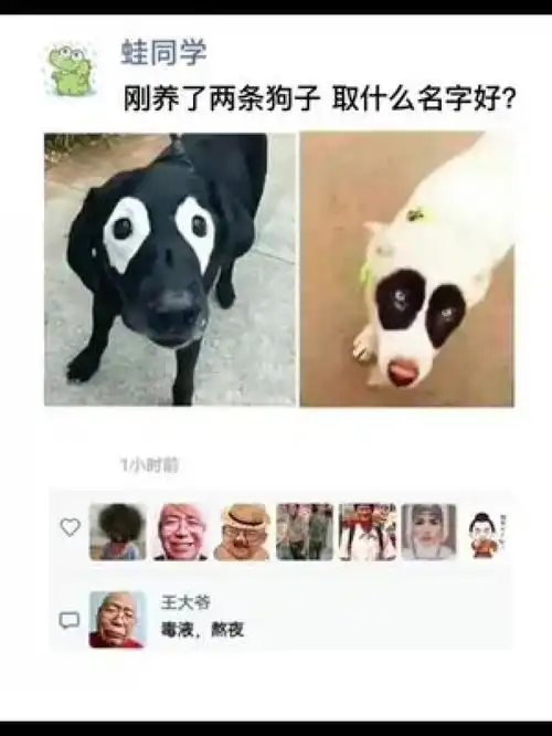  取什么名字好趣图搞笑视频