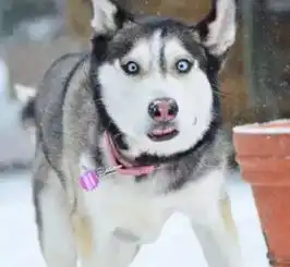  真的么,连二哈都当上搜救犬啦
