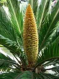 铁树开花好人一生平安dinglun999的和讯博客 铁树开花好人一生平安dinglun999的和讯博客