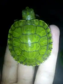  大家快来帮忙看一看,我家的小乌龟是不是裂甲了看图片