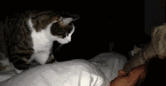  猫嘿宝贝,今夜不让你入睡