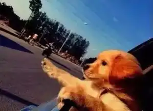  养金毛要在意什么