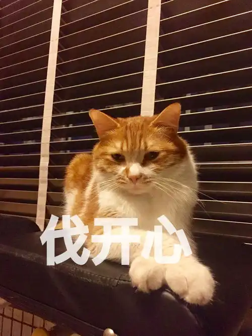  更新表情包喜欢睡阳台的猫