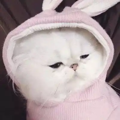  猫咪情侣头像调皮版
