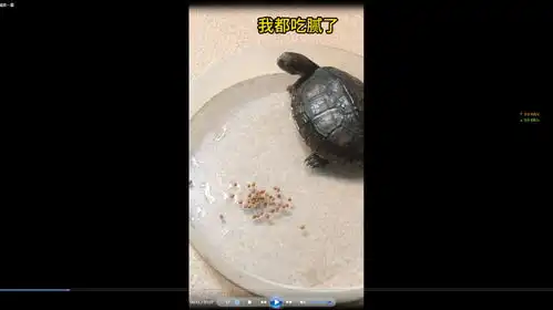  小乌龟的搞笑一幕