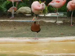 鸭子搞笑图片火烈鸟