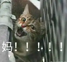  猫喊妈表情图片下载喊妈表情包无水印版下载飞翔下载