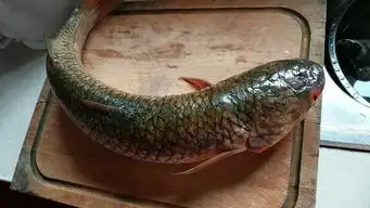 长的头像鲶鱼扁扁的,但没须,身体像黑鱼