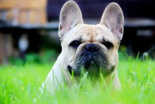  时尚圈宠儿,男神女神的最爱法国斗牛犬