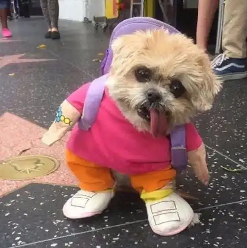  这张是情侣头像吗一只穿粉色衣服背紫色小书包的狗狗图片