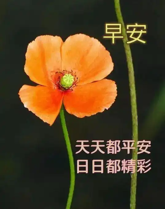 2021年最新早上好问候语及关心话,清晨问好的句子配鲜花,动态表情动画图  2021年最新早上好问候语及关心话,清晨问好的句子配鲜花,动态表情动画图