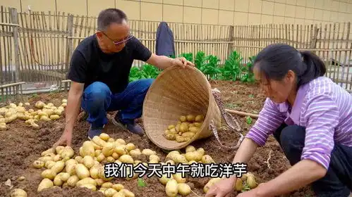 公公婆婆下地挖土豆,中途俩人竟然互怼,场面温馨又搞笑  公公婆婆下地挖土豆,中途俩人竟然互怼,场面温馨又搞笑