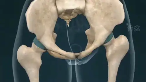  男女骨架的区别,网友怪不得男生的力气比较大,原来都是它惹的祸