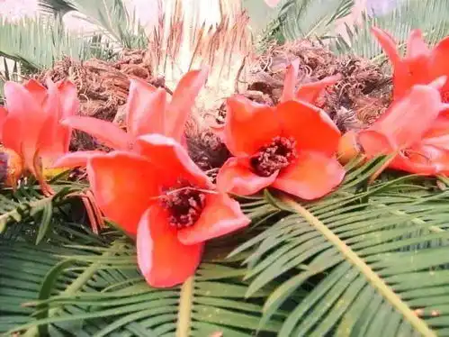  此花1000年才开稀世罕见