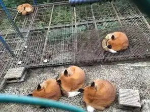 动物动态图片搞笑喜剧