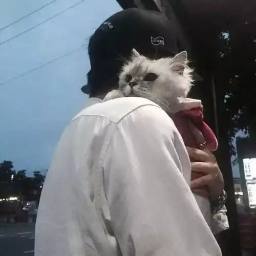 养猫的男生头像