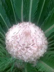 树是否有公母之分 树是否有公母之分