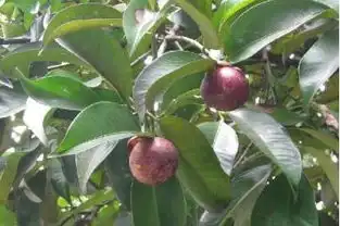  山竹开心果榴莲菠萝长在树上是什么样的