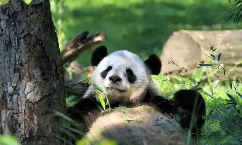 恍然大悟20个动物的冷知识原来喵星人从没把我当人看  恍然大悟20个动物的冷知识原来喵星人从没把我当人看