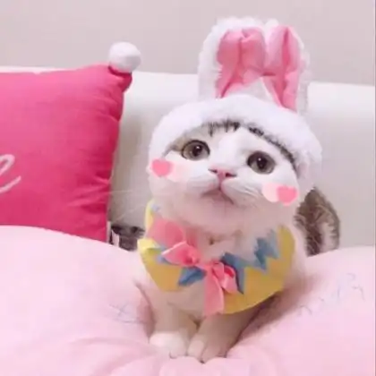 可爱猫咪情侣头像一对,又萌又搞笑的小猫  可爱猫咪情侣头像一对,又萌又搞笑的小猫