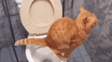  猫我家铲屎的没点别的爱好,就是爱吃屎