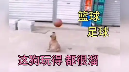  搞笑混剪爆笑配音会玩球的狗看见都靠边站