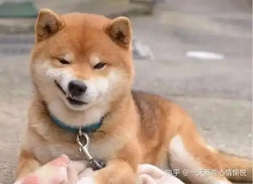  狗狗搞笑表情包来了不打算让自己可爱点吗教你转成微信表情包