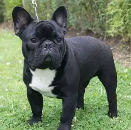  世界上最臭的7种狗狗,网友反正我是受不了