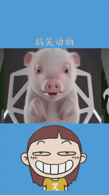  神评即是标题搞笑动物这也太可爱了吧小猪看一遍笑一遍