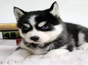  自家繁殖哈士奇幼犬品相好