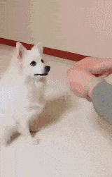 狗的搞笑图片gif海龟