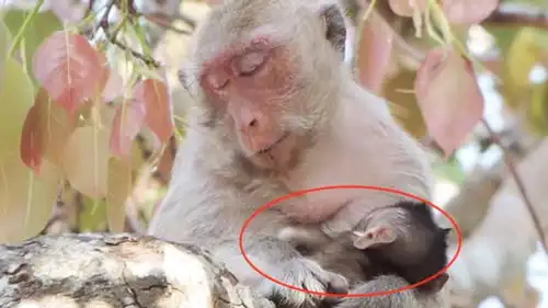 母猴抱住猴儿在树上休憩,总是睡一下醒一下,睡得很不踏实  母猴抱住猴儿在树上休憩,总是睡一下醒一下,睡得很不踏实